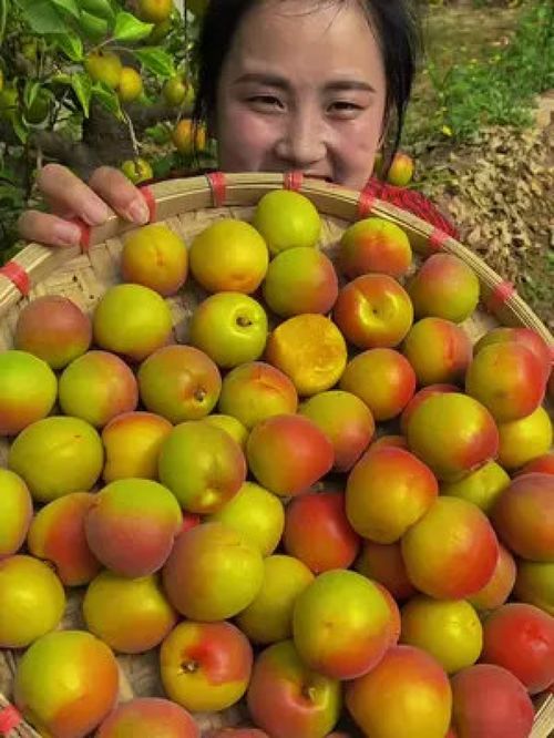 夏果正紅 品味優質農產品——當季新鮮大紅杏